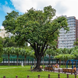 In Morse Park (Park No. 4) next to the children’s playground stands an Old and Valuable Tree - <i>Sterculia lanceolate</i> (假蘋婆). The tree has an outstanding upright form and break opens attractive bright crimson orange fruits every summer.